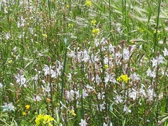 Asphodelus fistulosus