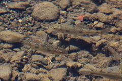 Catostomus occidentalis