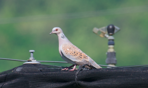 Tórtola europea (Streptopelia turtur)