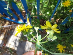 Crepis bursifolia