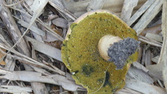 Boletus patrioticus