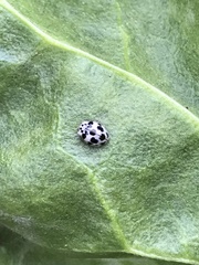 Psyllobora picta