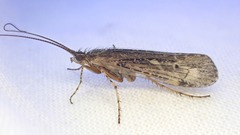 Limnephilus affinis
