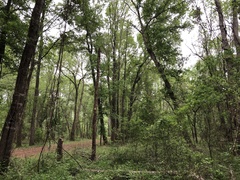 Protonotaria citrea