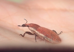 Lixus vilis