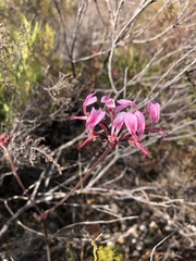 Pelargonium dipetalum