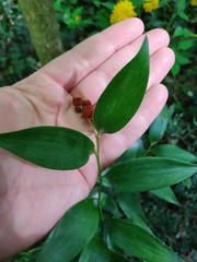Danae racemosa