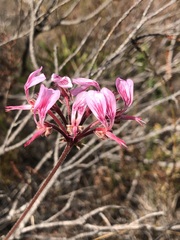 Pelargonium dipetalum