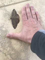 Feigeria xylia