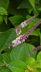 Aloysia scorodonioides