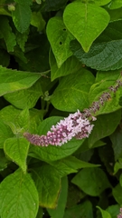 Aloysia scorodonioides