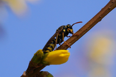 Polistes dominula