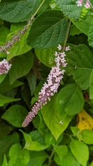 Aloysia scorodonioides