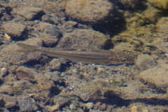 Hesperoleucus symmetricus