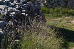 Helictotrichon convolutum