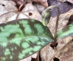 Erythronium americanum