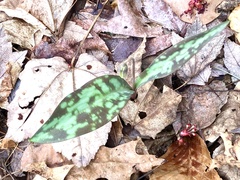 Erythronium americanum
