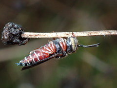 Coelioxys slossoni slossoni