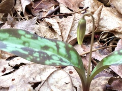 Erythronium americanum