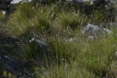 Helictotrichon convolutum