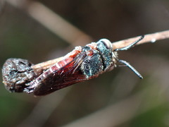 Coelioxys slossoni slossoni