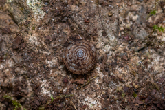 Oestophorella buvinieri