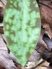 Erythronium americanum