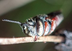 Coelioxys slossoni slossoni