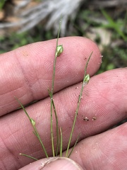 Isolepis carinata