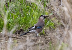 Garrulus glandarius anatoliae