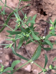 Euphorbia exigua