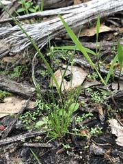 Isolepis carinata