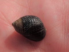 Nerita undata