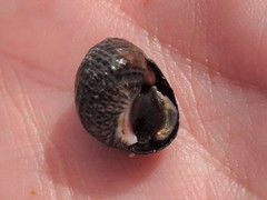 Nerita undata