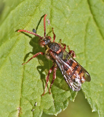 Nomada flava