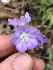 Phacelia strictiflora