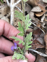 Phacelia strictiflora