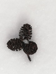 Alnus incana