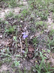 Phacelia strictiflora