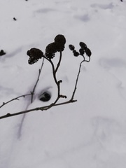 Alnus incana