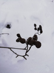 Alnus incana