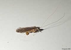 Leptocerus americanus