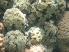 Turbinaria decurrens