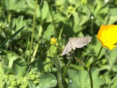Eupithecia satyrata