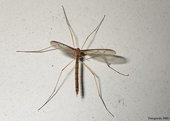 Tricyphona