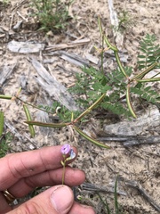 Astragalus leptocarpus