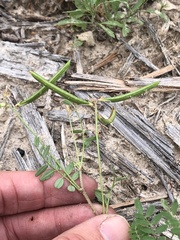 Astragalus leptocarpus