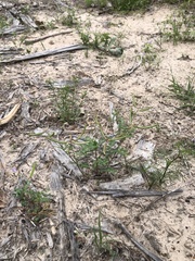 Astragalus leptocarpus