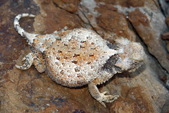 Phrynosoma modestum