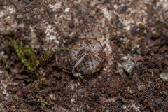 Oestophorella buvinieri